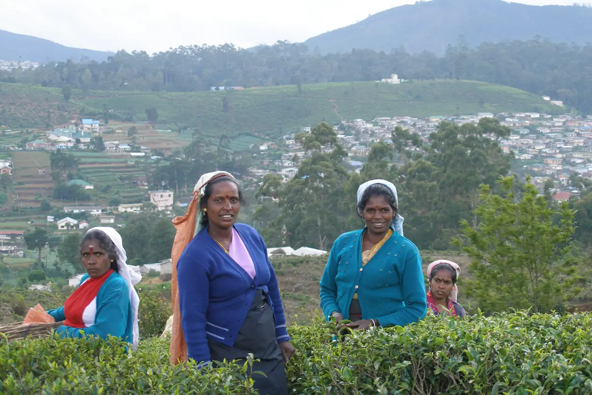 Tea pluckers working on a plantation near Nuwara Eliya, with tea fields and hills behind them.