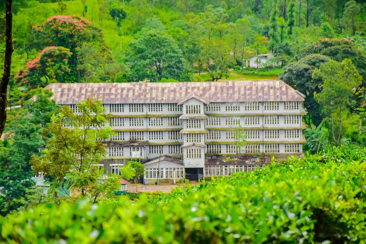 The old tea factory building at Elkaduwa, set above tea bushes.