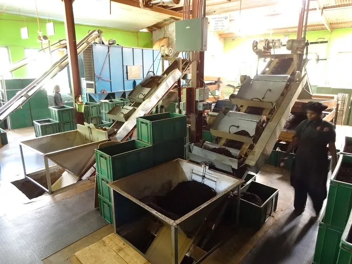 Processing line inside Glenloch tea factory, Sri Lanka