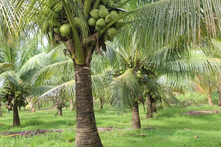 නිදර්ශක ඡායාරූපය: පිරිසිදු හරිත ඉඩමක පොල් ගස්