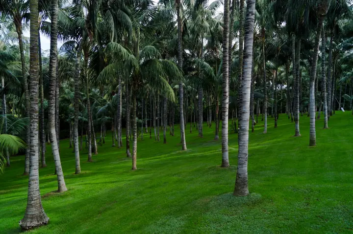නිදර්ශක ඡායාරූපය: පොල් ගස් යට හිස් හරිත ඉඩමක්