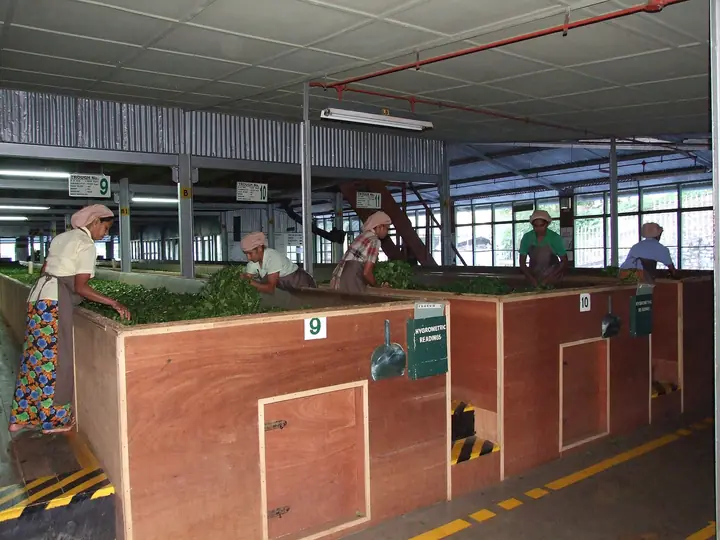 Workers in a tea factory