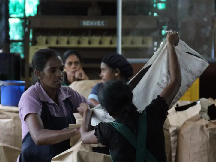Workers packing tea at Blue Field Tea Gardens, Sri Lanka