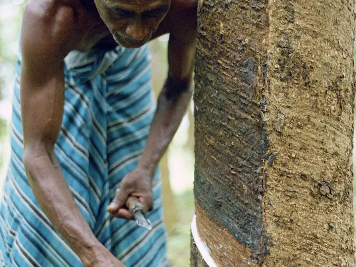 Rubber tapper at work